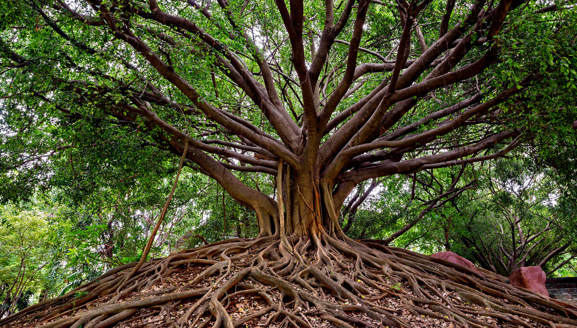 Bản vẽ mô phỏng cấu trúc cây trong tự nhiên